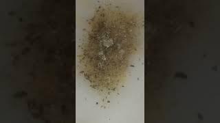 رز بالحمص