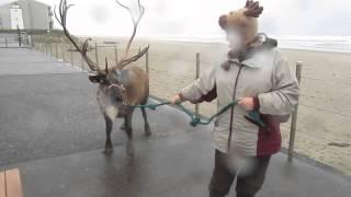 Reindeer