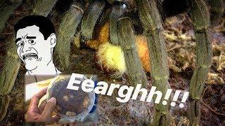 A very very JUICY TARANTULA FEEDING video !!! ~ Tarantula CANDY !!!