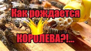 Как рождается пчелиная КОРОЛЕВА?!…