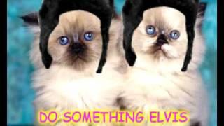 Fluffy cute adorable cats, kittens, dogs, puppies and seal pup do something Elvis