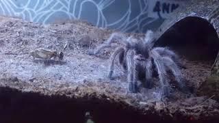 Tarantula eats cricket