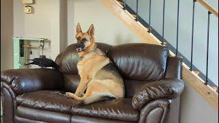 German Shepherd Dog Guards Her Baby Crow Frankie After Dexter Got Angry At Him