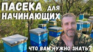 Пасека на каждый день для начинающих! Что вам нужно знать?