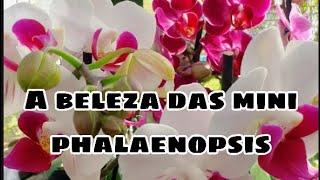 A BELEZA DAS MINI PHALAENOPSIS