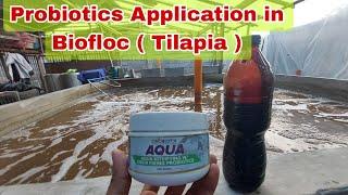 How to Ferment and Apply Probiotics in Biofloc Technology Pond