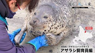 【流氷、人、未来】アザラシ飼育員の思い編