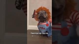 Никогда не грусти!#shorts #видеоshort #видеоshorts #смешныесобаки #funnyanimals #смешноевидео