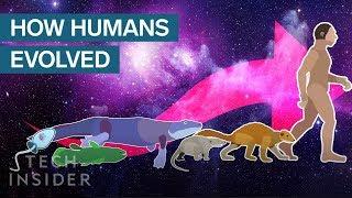 Incredible Animation Shows How Humans Evolved From Early Life