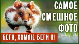 Самые смешные фотографии животных Comedy Wildlife Photography Awards 2015