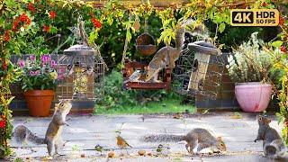 Cat TV for Cats to Watch  Little Birds & Squirrels visit the Feeders ️️ Bird Videos & Cat Games