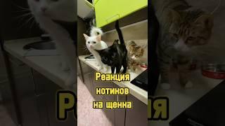 Реакция котиков на щенка  #питомцы #котики #щенок #кот #собака #отношения