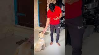 Max always help papa..#doglover #labrador #comedy