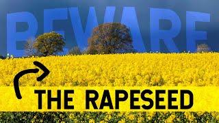 Rapeseed: BEWARE the Plant that Makes Jet Fuel. It’s not what you think.