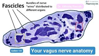 Vagus nerve anatomy (#144)