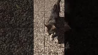 Morning Hugs Are Priceless #shorts #cat #viralvideo #reels #funnyshorts #catdiary 15/05/25