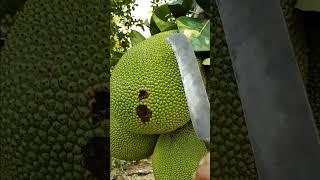 Big size Jackfruit #shorts  #jackfruit #fruit #cutting