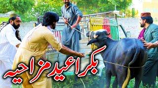 Bakra Eid Special Funny Video By PK TV Vines 2024 | PK TV