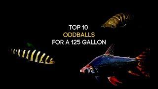 Top 10 Oddball Fish For A 125 Gallon Aquarium