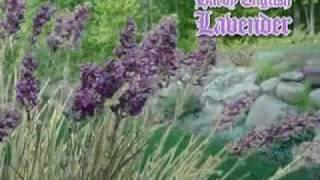 My Lavender Garden Commercial