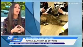 H Ανθή Βούλγαρη για την Ελληνική Αγωγή και το Give me a paw στο OPEN TV 11/12/2018
