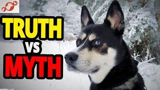  Designer Dog Breed - TOP 10 Myths And Truths About Designer Dog Breeds!