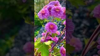 Pink flowers #amazing #beautifulflower #shortvideo