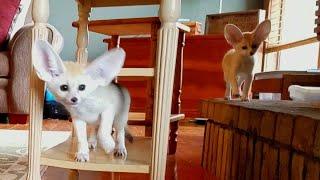 PROOF that Fennec Foxes ARE CRAZY in under 5 Minutes