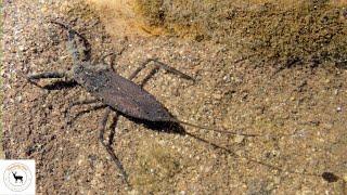 Water Scorpion The Aquatic Predator Unveiled