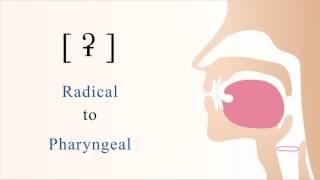 [ ʡ ] unvoiced unaspirated radical pharyngeal stop