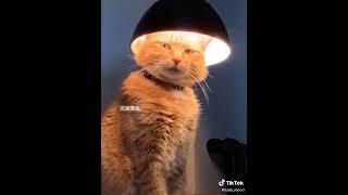 funny cats