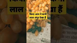 #greaps #shortsvideo #viral #youtubeshorts #knowledge #fruits #facts #fvf #fvfhindiknowledge #shorts