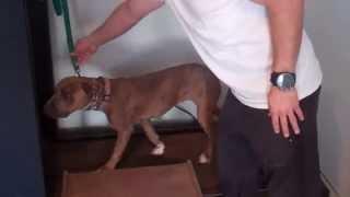 Learn To Train The Good Dog Way: Introduction to Treadmill!