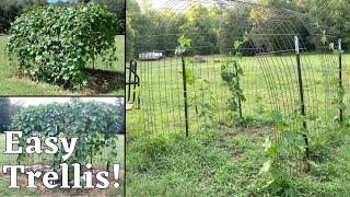 DIY Fence Panel Arch for Growing Vines | How to Grow Loofahs Part 2