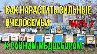 Как стимулировать наращивание сильных пчелосемей ранней весной к медосборам с рапса и  белой акации