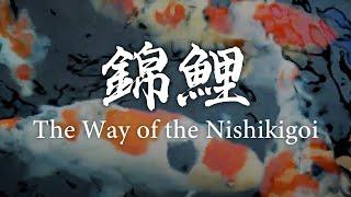 Challengers to the All Japan Koi Show |  - The Way of the Nishikigoi -