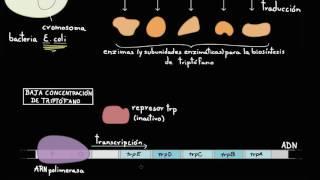 Operón trp | Regulación génica | Biología | Khan Academy en Español