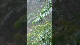 Heavy rain in mountains!! Nature Buddies #shorts #viralvideo #youtubeshorts #trending #ytshorts #uk