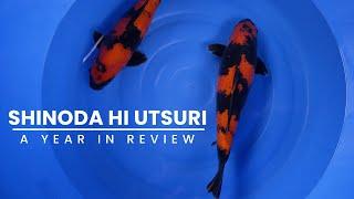 Huge Results! Shinoda Hi Utsuri | A Year In Review