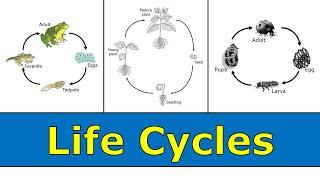 Life Cycles