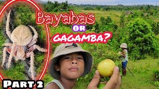 Spider Hunting / (Part 2) Bayabas or Gagamba /#gagam pet