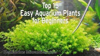 My Top 15 Easy Aquarium Plants for Beginners