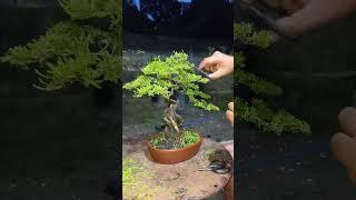 bonsai cucur atap atau bisa di kenal jugak di bangka dengan nama bonsai sapu sapu