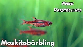 Moskitobärbling - Boraras brigittae | Liquid Nature Fisch Vorstellung