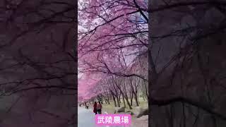武陵農場
