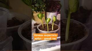 Арбузы растут как сумасшедшие после этого метода! #дача #садоводство #загороднаяжизнь #огород