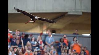 Auburn retires eagle ‘Spirit’