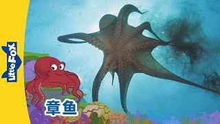 [4K] 认识动物 - 章鱼 ( Meet the Animals - Octopus) | 喷墨汁 | Animals | Chinese | Little Fox