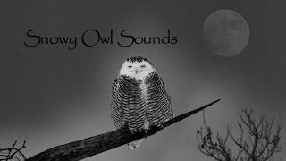 Snowy Owl Sounds