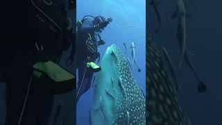 White Whale Shark video #subscribe #automobile#youtube #youtubelikes